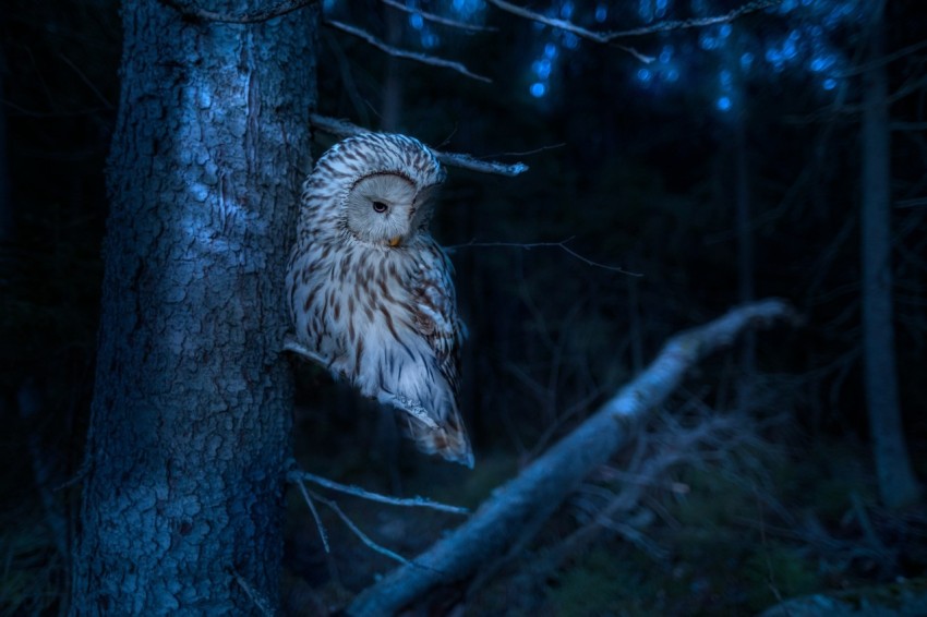 an owl perched on a tree branch in a forest