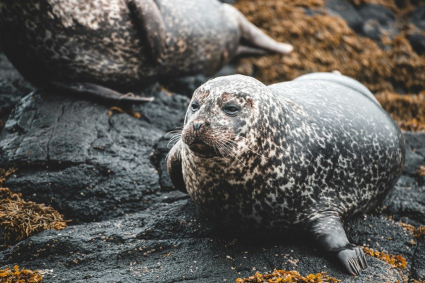 gray seal