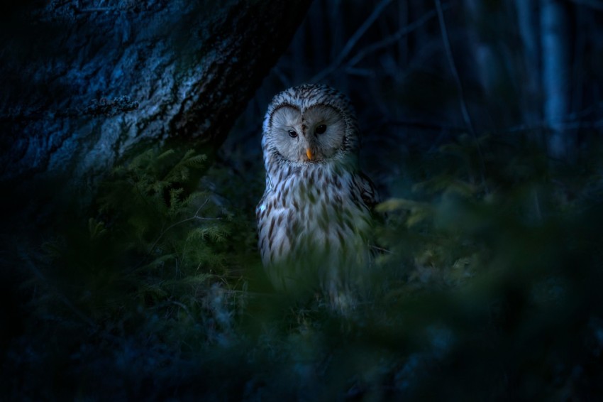 an owl sitting in the middle of a forest