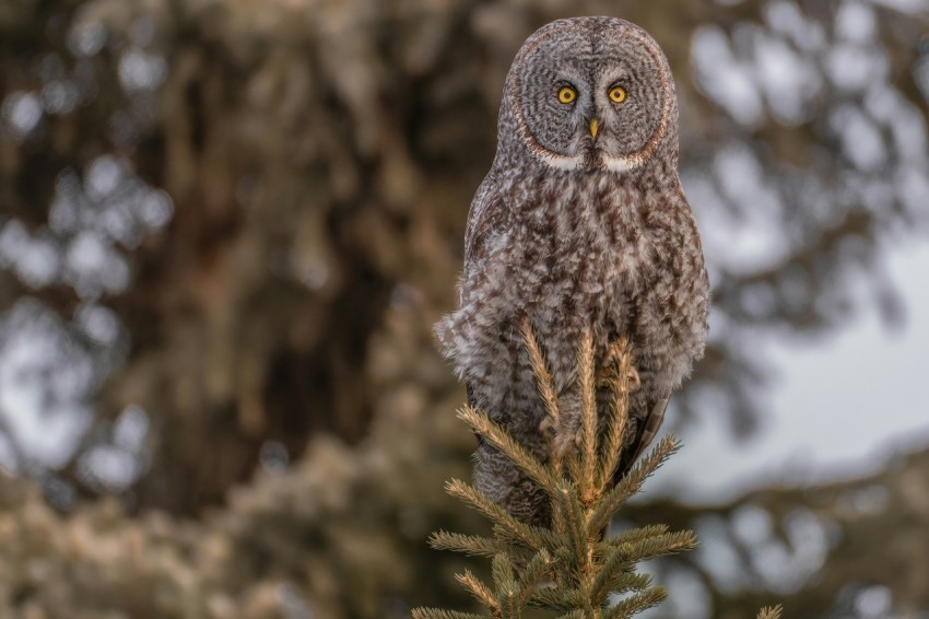 an owl perched on top of a pine tree