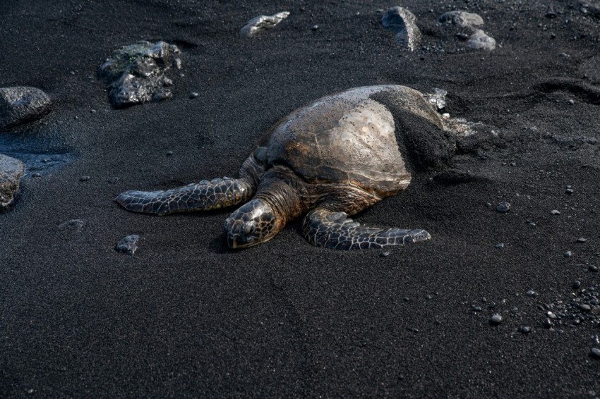 brown and black turtle on gray sand