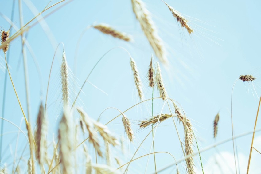 a close up of a bunch of tall grass f5KWYTg3