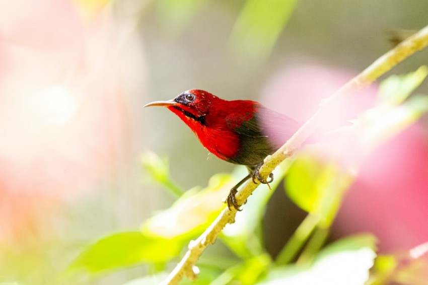 red bird perched on branch