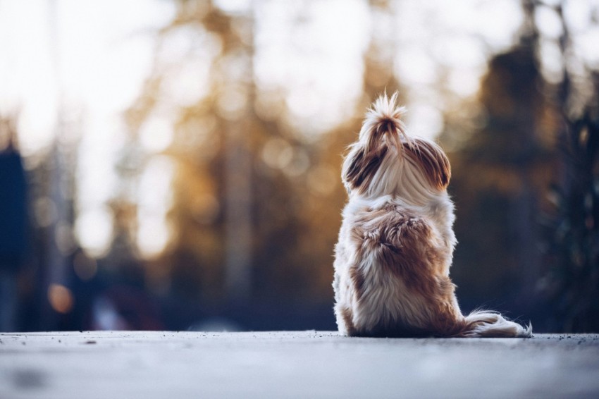 white and brown long coated small dog sitting on snow covered ground during daytime