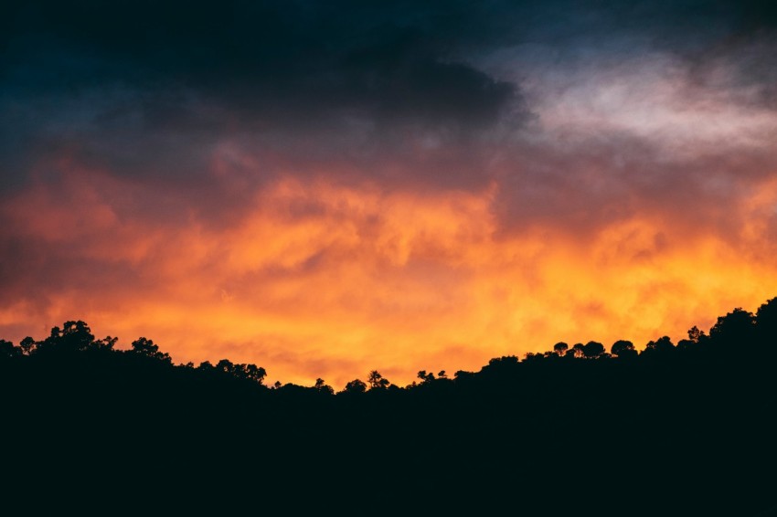 silhouette of trees under cloudy sky at golden hour