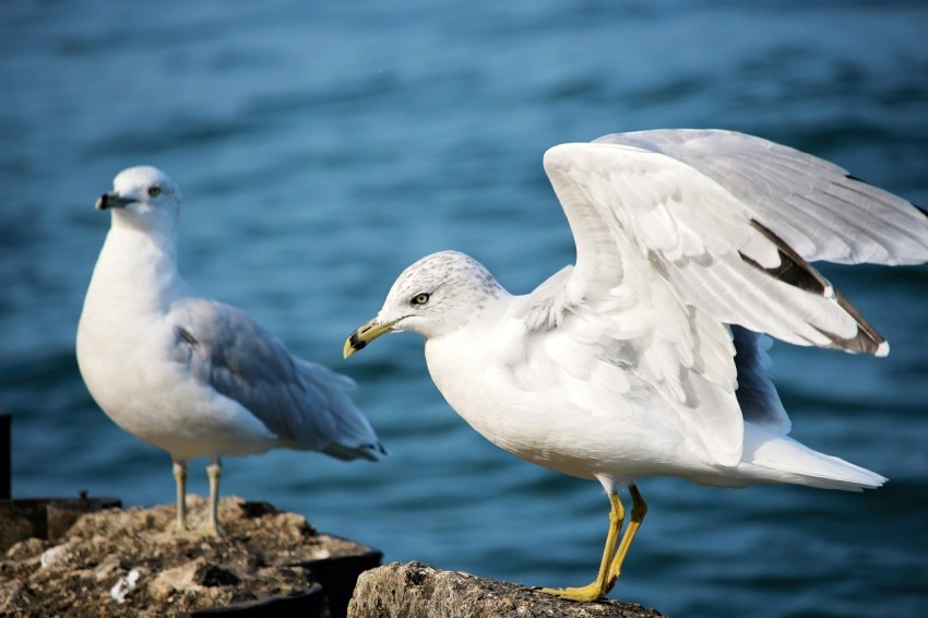 two white seagulls standing on gray stones