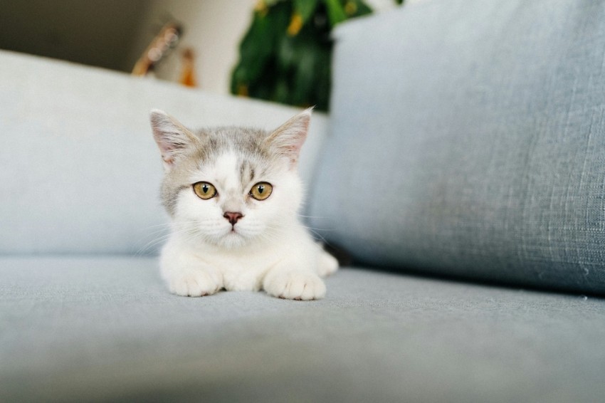 white and gray cat on white table PtBhp