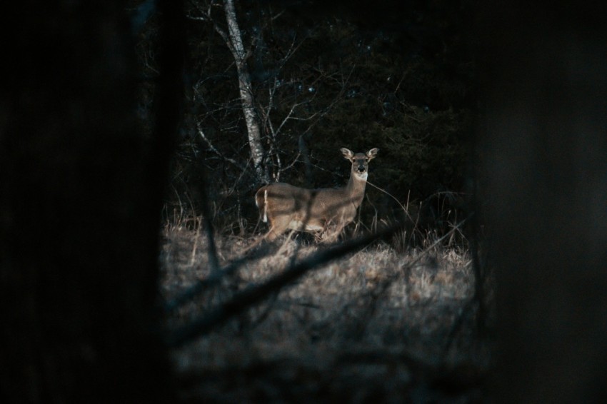 brown deer in forest PhsZBA