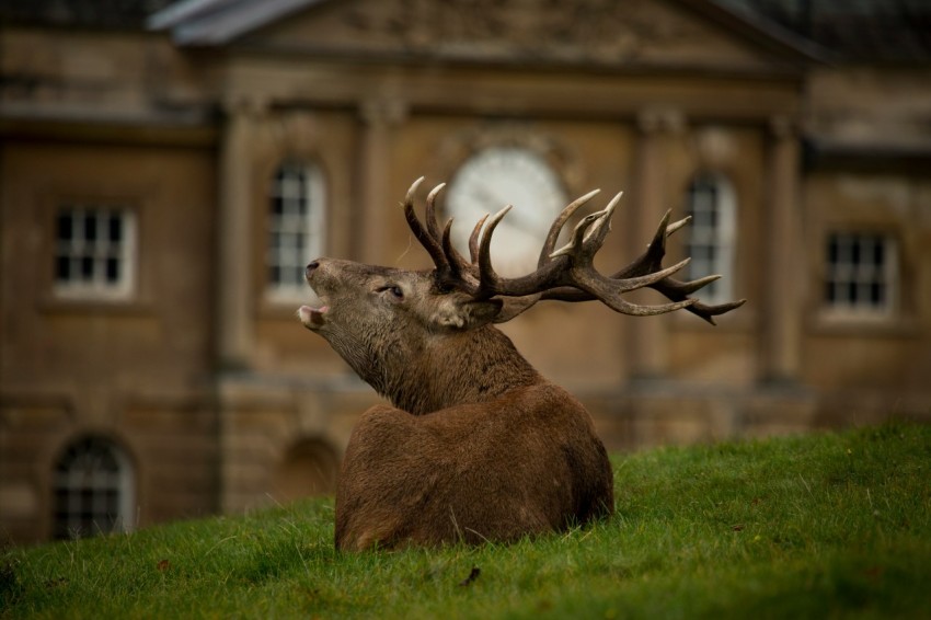 brown deer lying on green grass during daytime