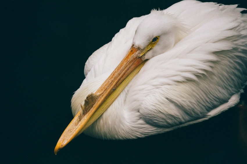 white long beak bird