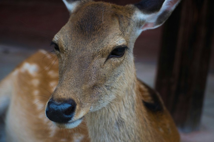 close up photography of brown deer 2