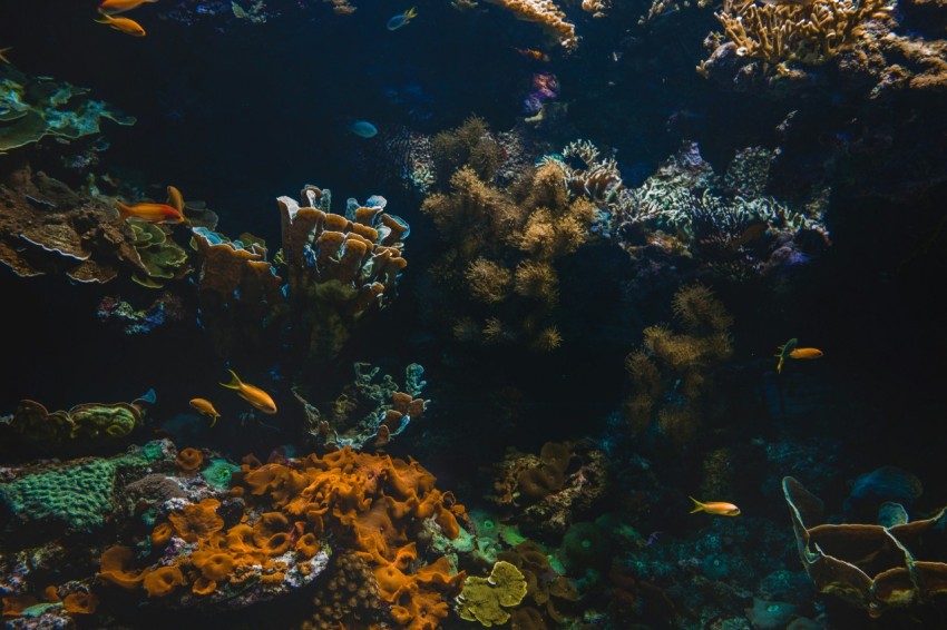 underwater photography of orange fish