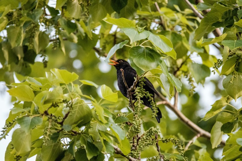 black bird on tree branch during daytime