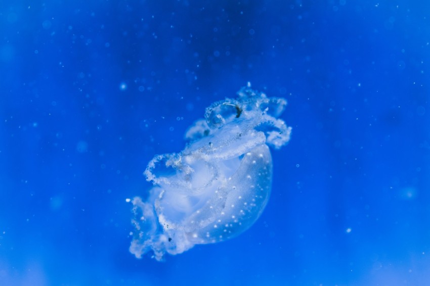 white jellyfish