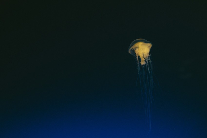 view of jellyfish