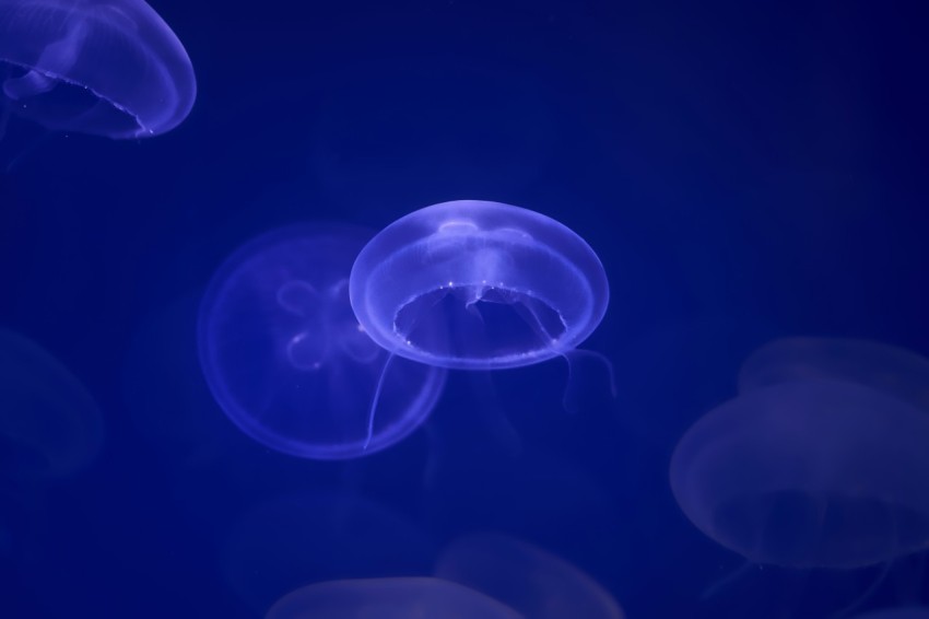 jelly fishes