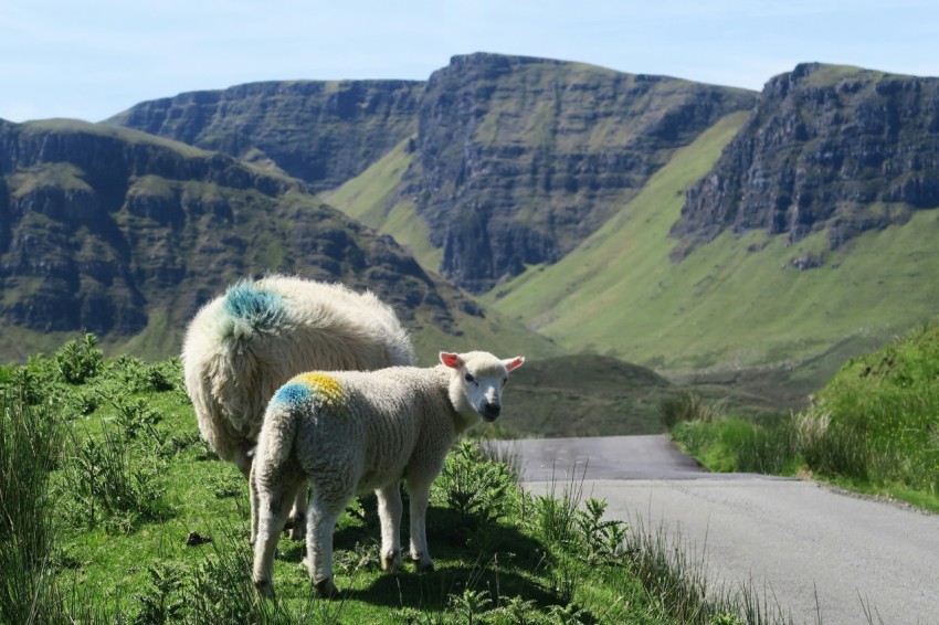 two white lambs