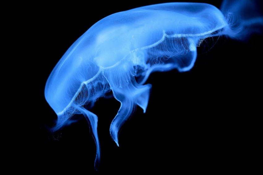 a close up of a blue jelly on a black background F