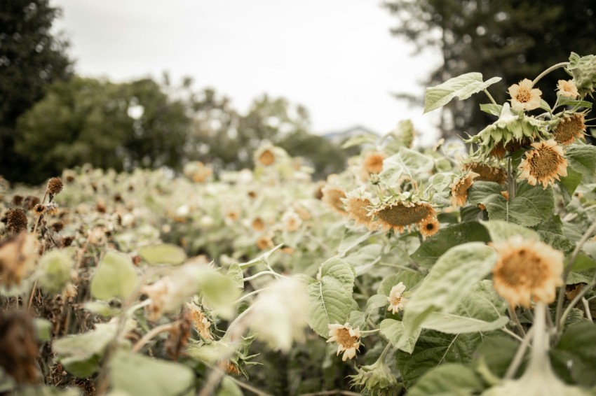 green and orange flower field during daytime 3DHA4 tJz