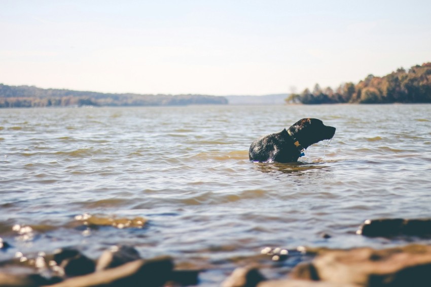 black labrador dog on body of water