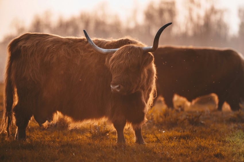 brown yak on grass field u3XMyl