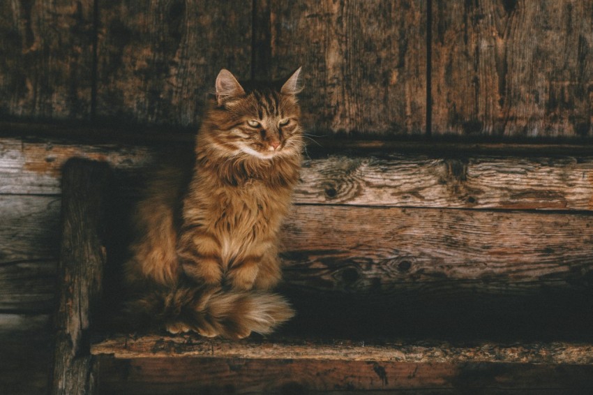 brown himalayan cat sitting on bench Rv8Qxv