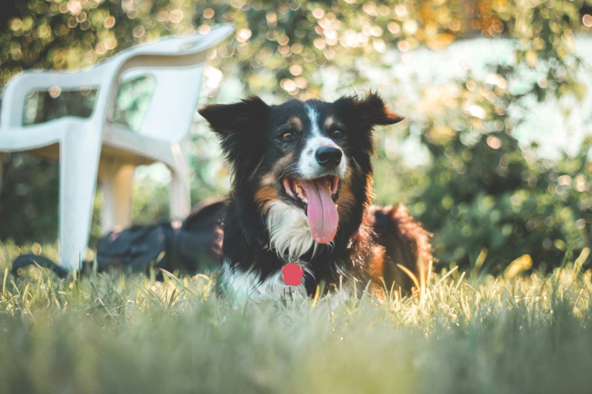 selective focus photography of long coated black and white dog