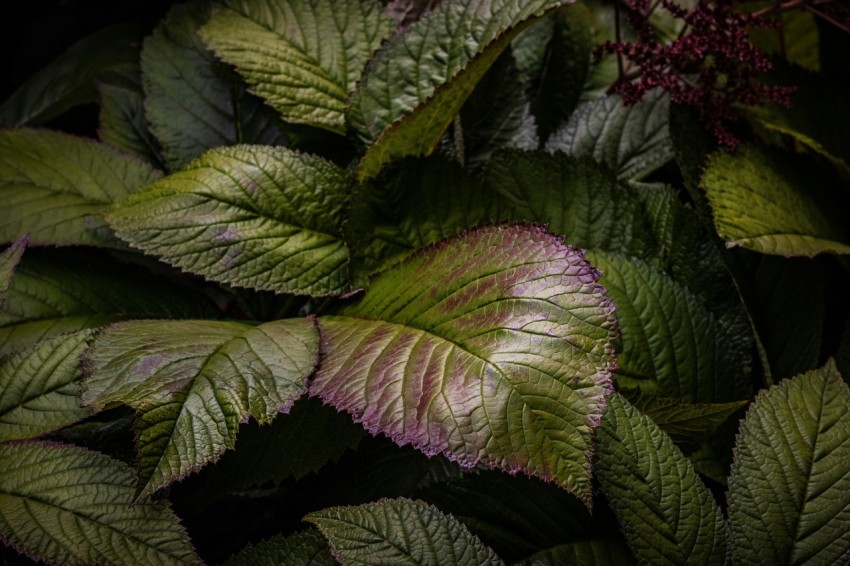 green leafed plant