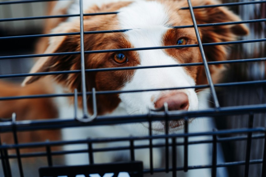 short coated tan and white dog inside dog crate