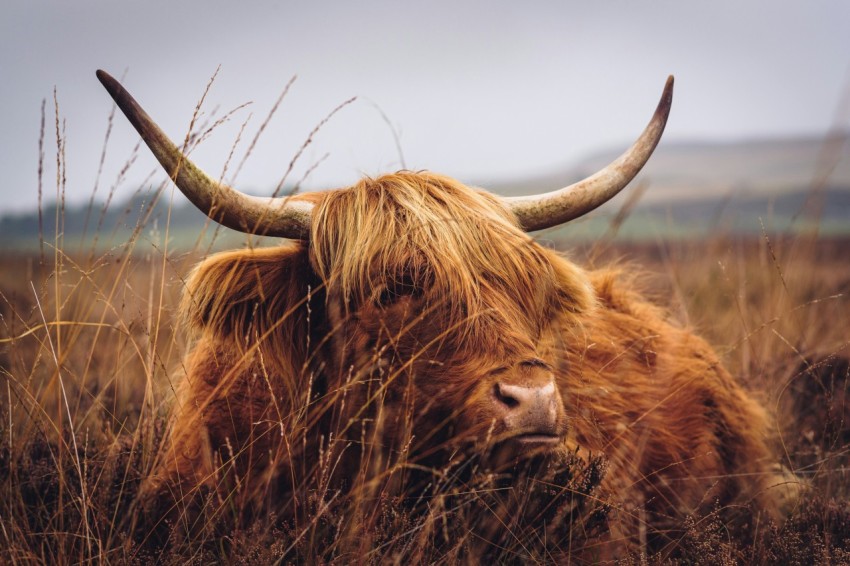 a brown cow with long horns standing in a field