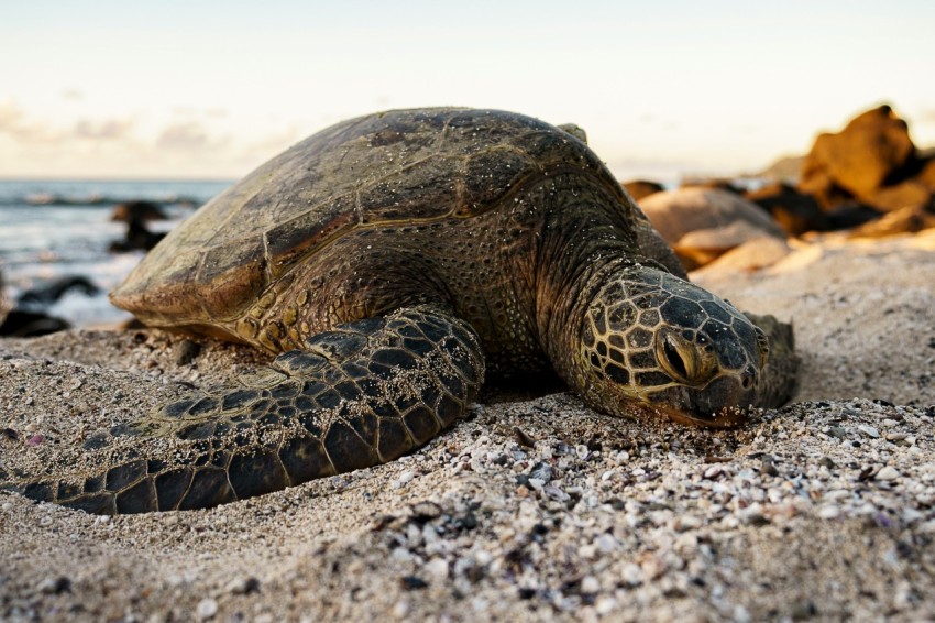 brown and black turtle on white sand during daytime 08WE5qrb