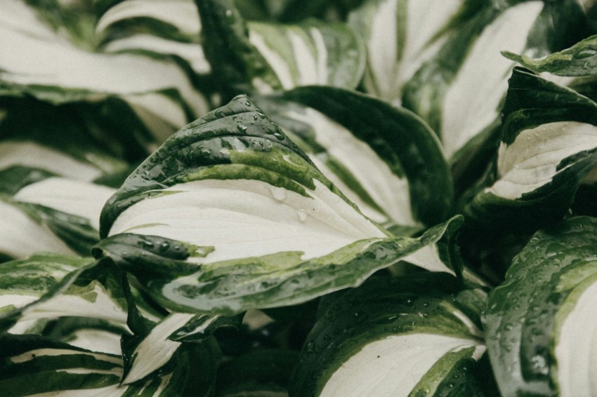 green and white leaf plant x