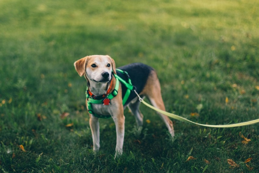 short coated tan and black dog with green harness standing on green grass