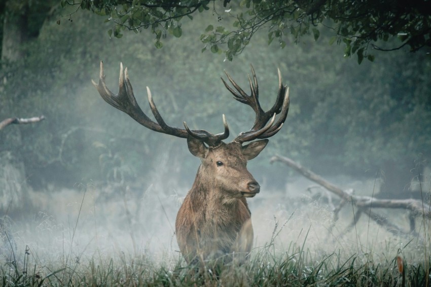 brown deer on green grass during daytime