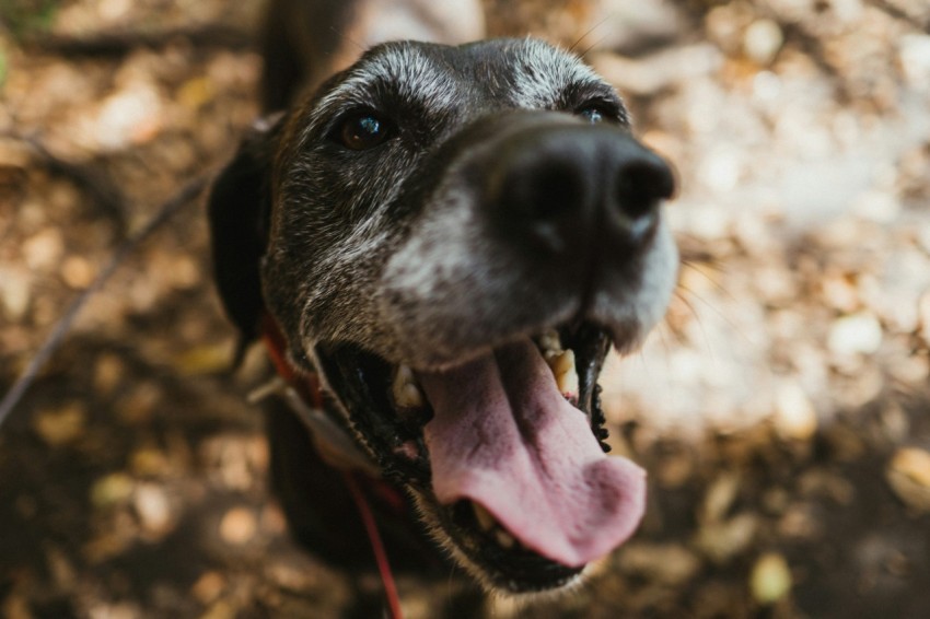 short coated black and white dog selective focus photography