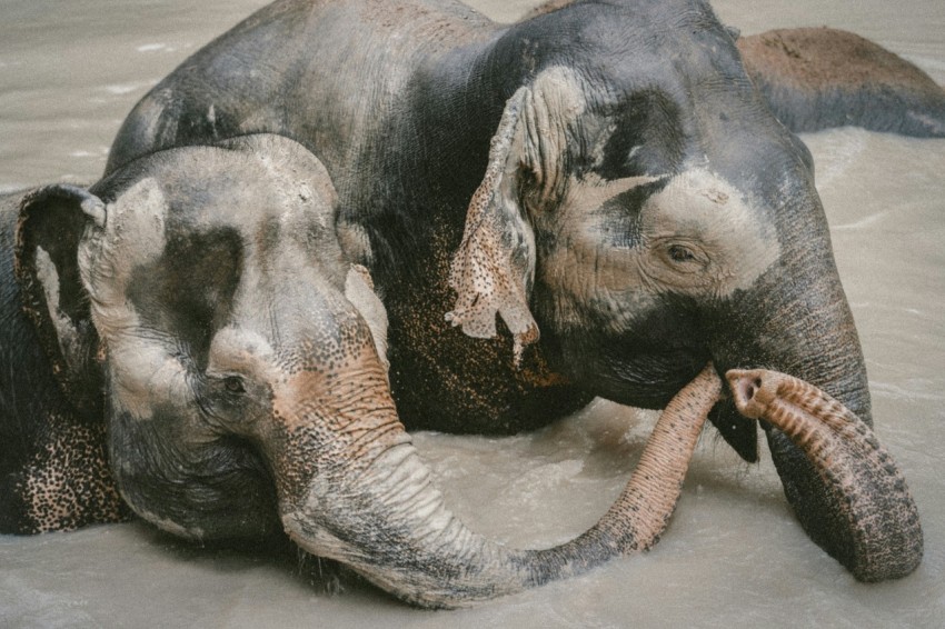 two elephant on body of water m