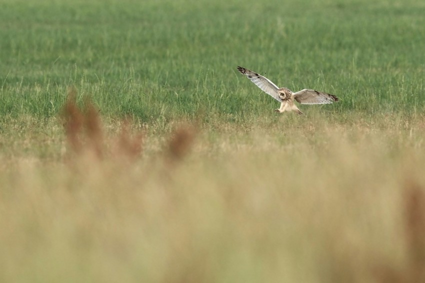 brown bird flying over green grass field during daytime