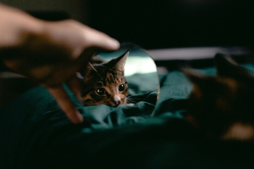 brown tabby cat on blue textile