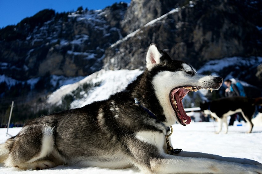 siberian husky on snow field