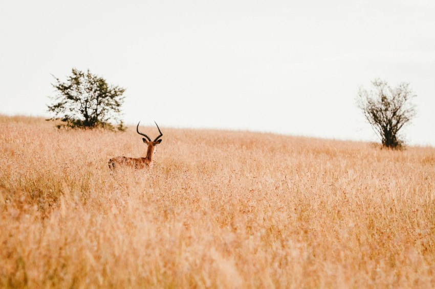 antelope in open area surrounded by grass