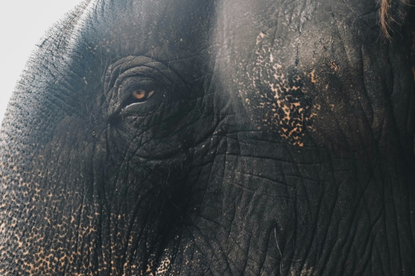 close up photo of elephant