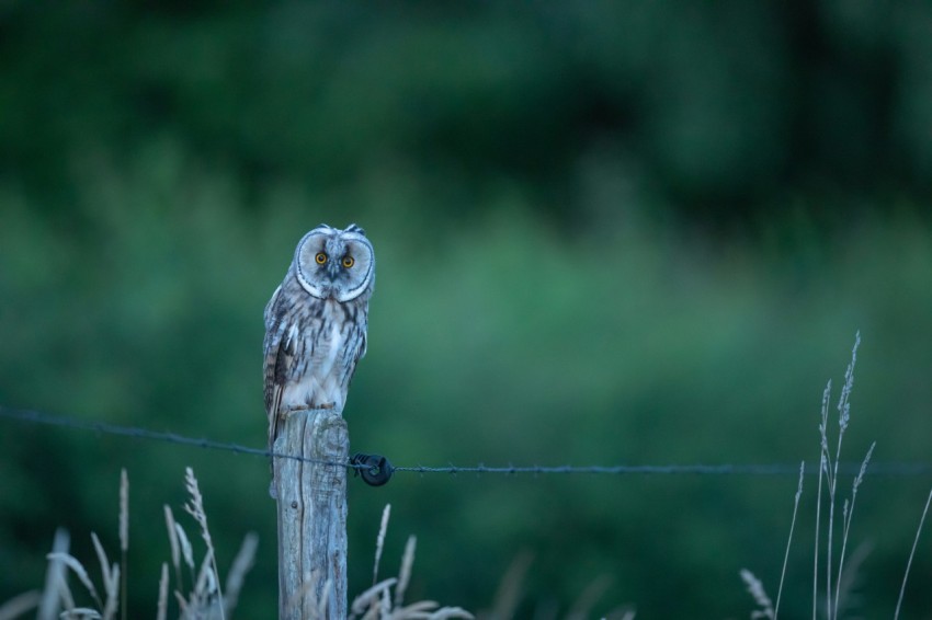 owl perched on wooden post 6oS