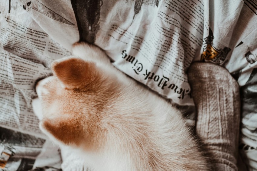 white and brown cat on persons lap