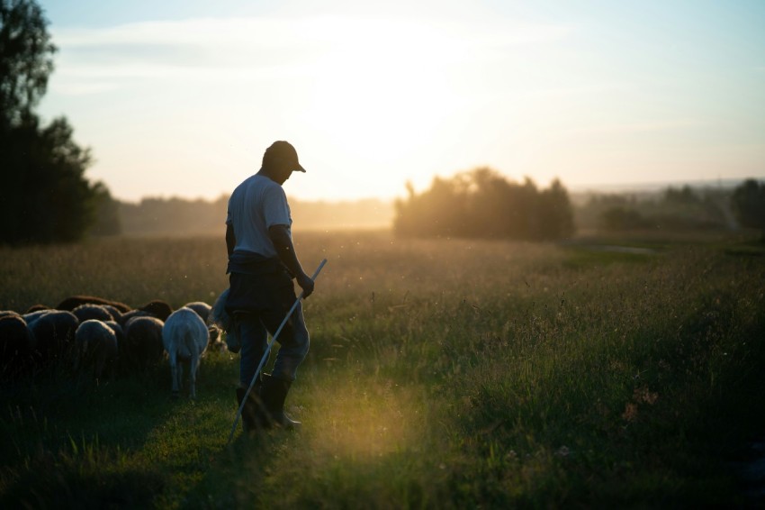 a man with a stick walking with sheep