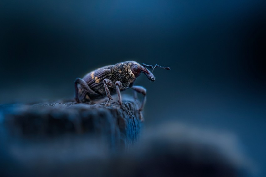 a bug sitting on top of a wooden post