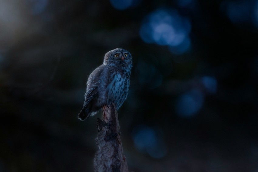 a small owl sitting on top of a tree branch