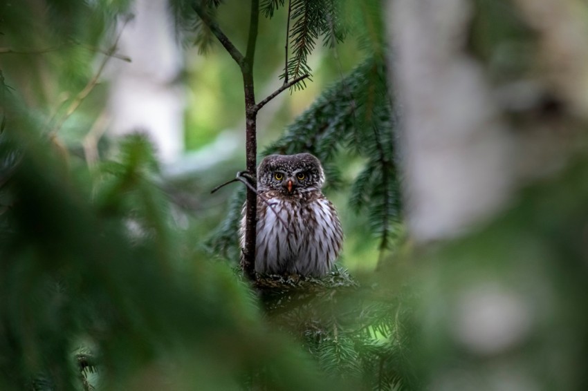 an owl is sitting in a pine tree jivEKu