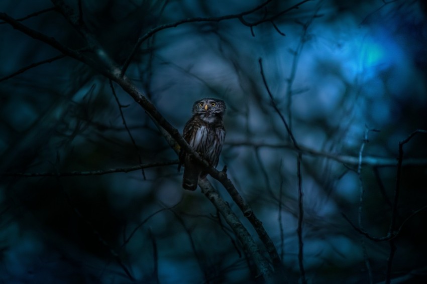 an owl is sitting on a tree branch