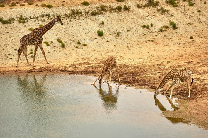 three giraffe drinking water