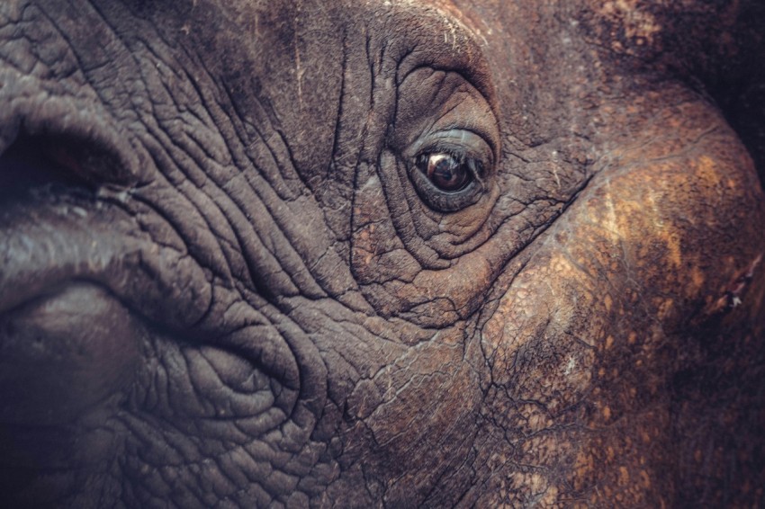 a close up of an elephants eye and nose